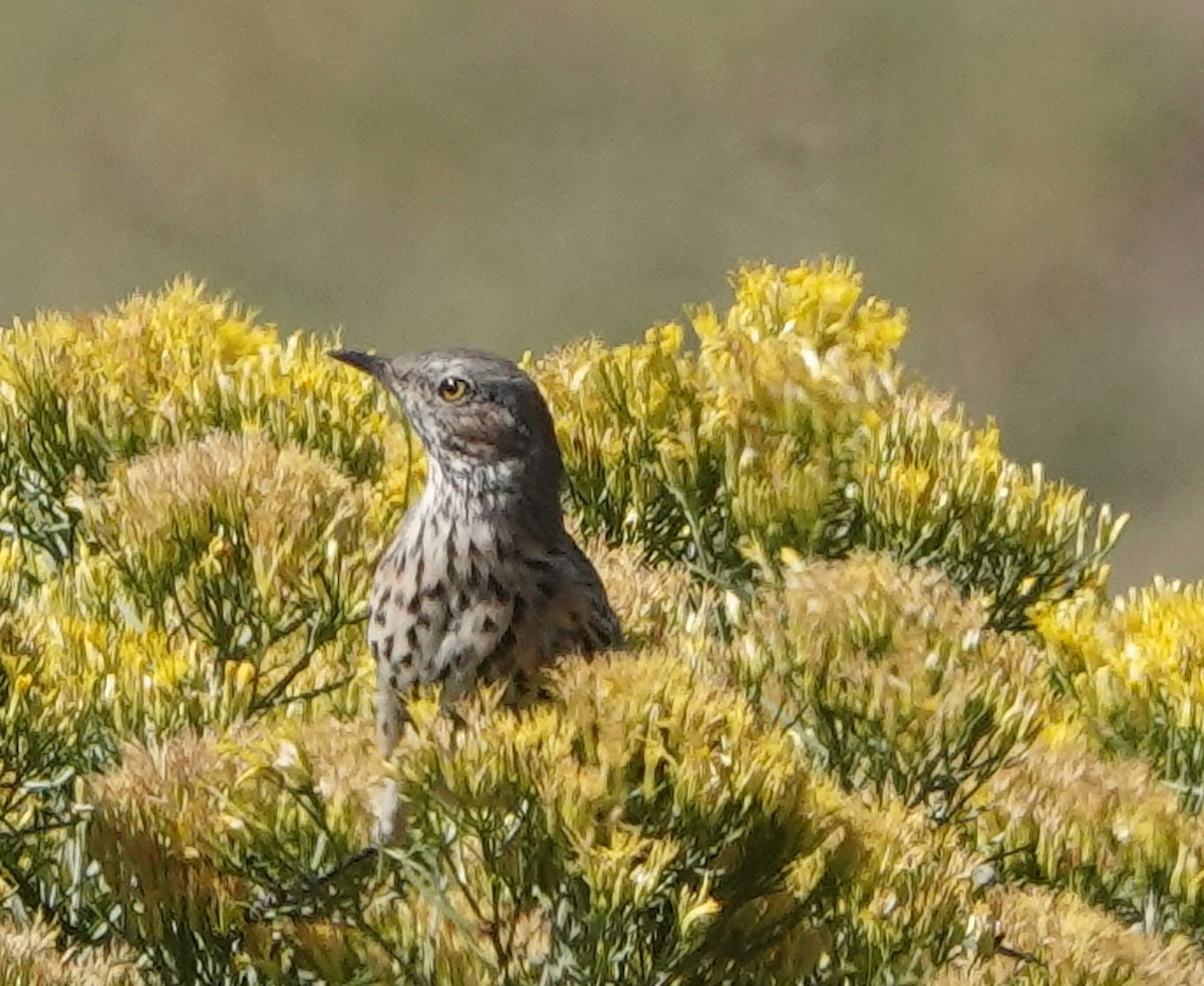 Sage Thrasher - ML483293671