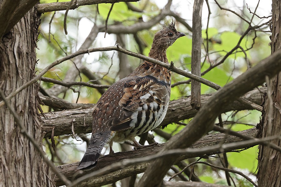 Ruffed Grouse - ML483295151