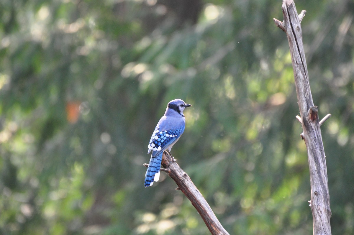 Blue Jay - ML483295291