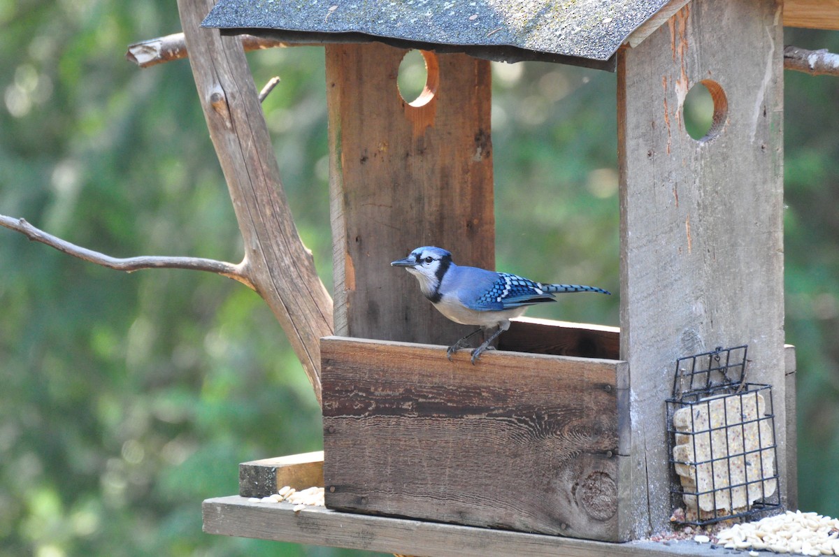 Blue Jay - ML483295601