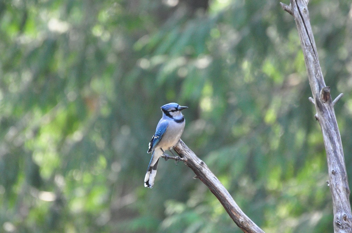 Blue Jay - ML483295791