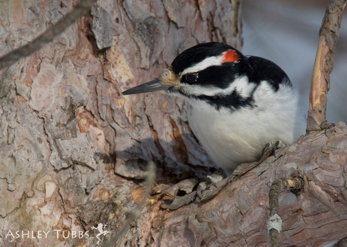 Hairy Woodpecker - Ashley Wahlberg (Tubbs)