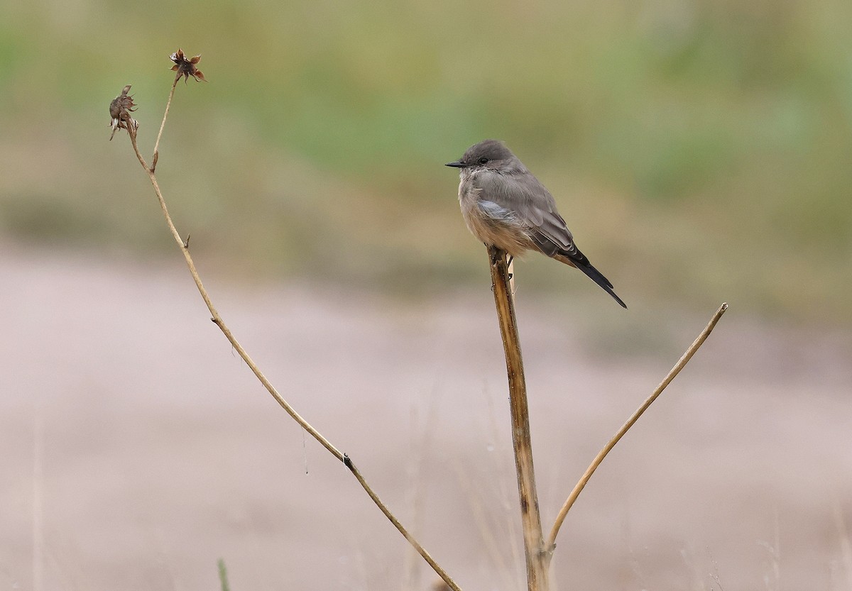 Say's Phoebe - ML483296401