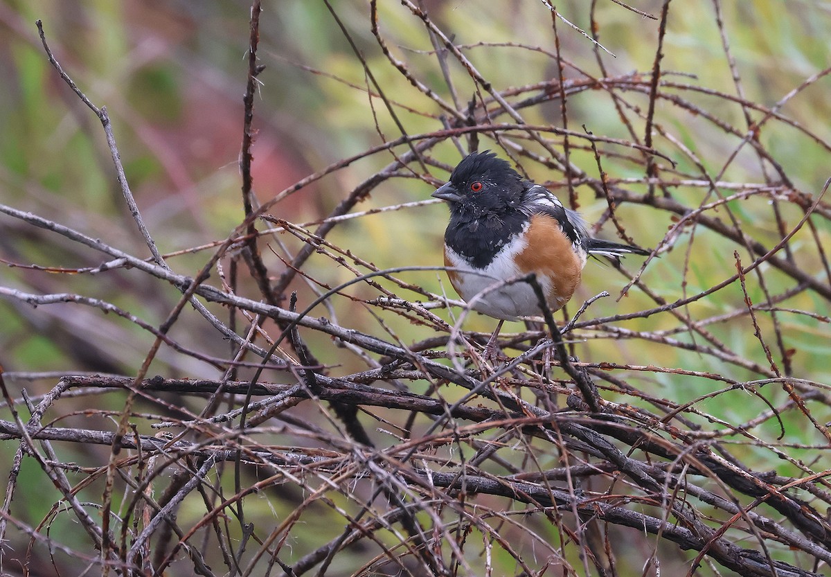 Spotted Towhee (maculatus Group) - ML483296581