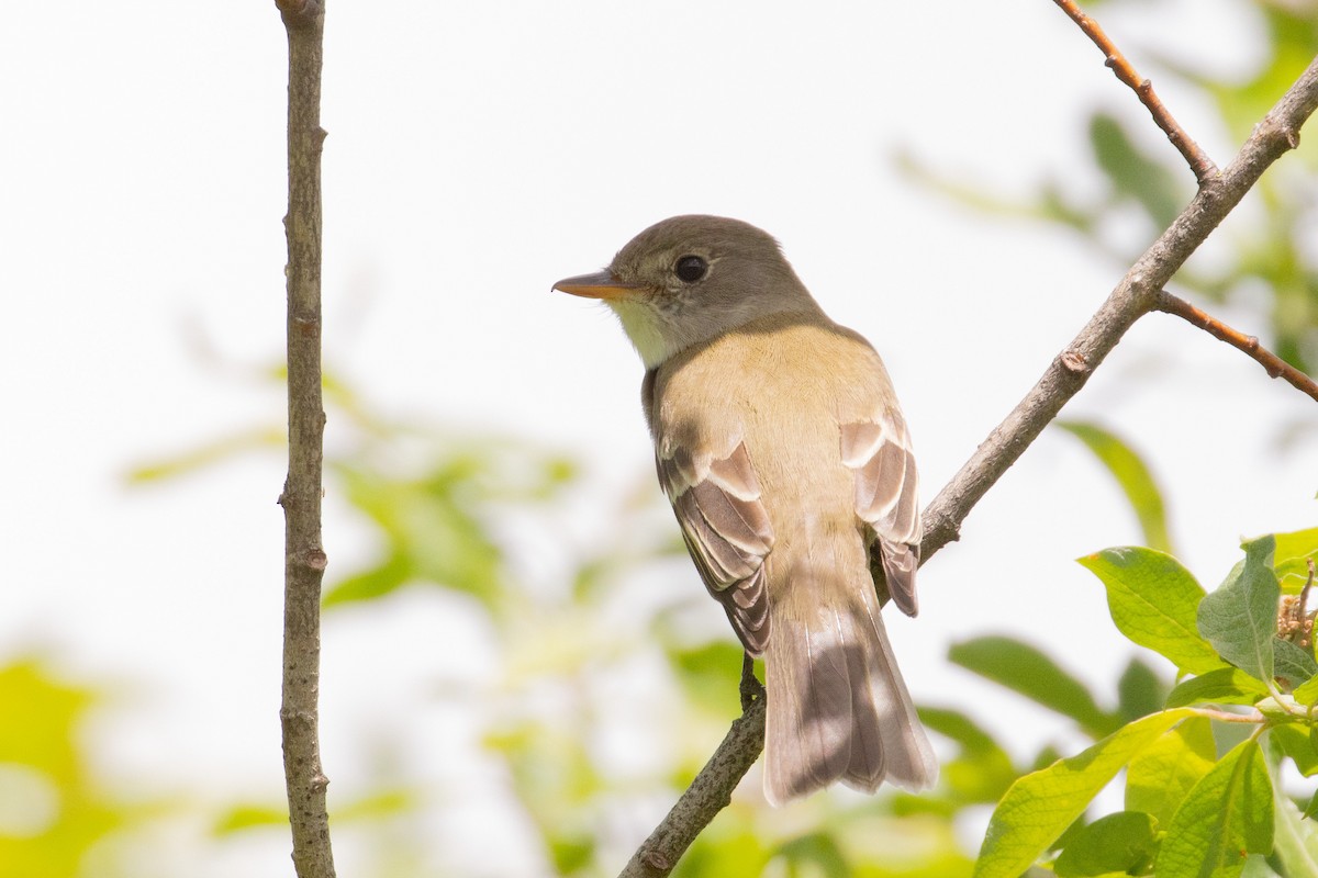 Willow Flycatcher - ML483296861