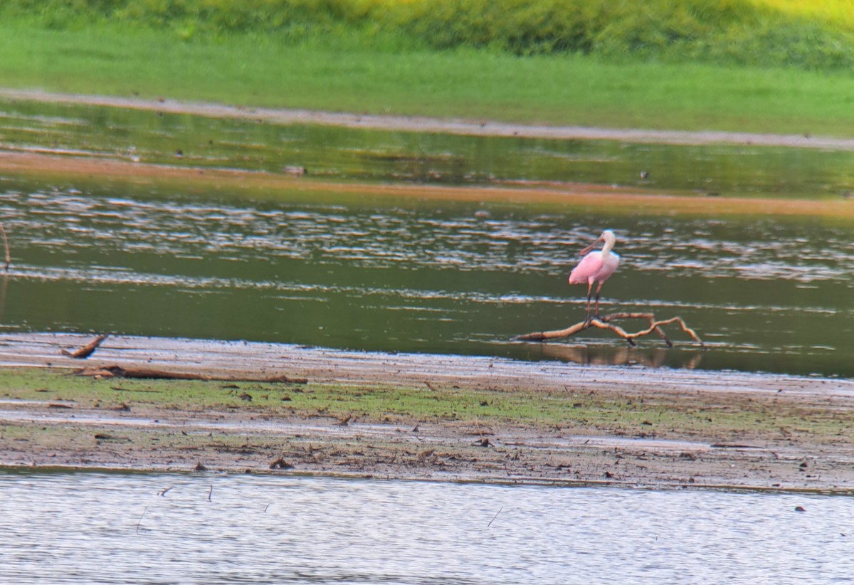 Roseate Spoonbill - ML483297271