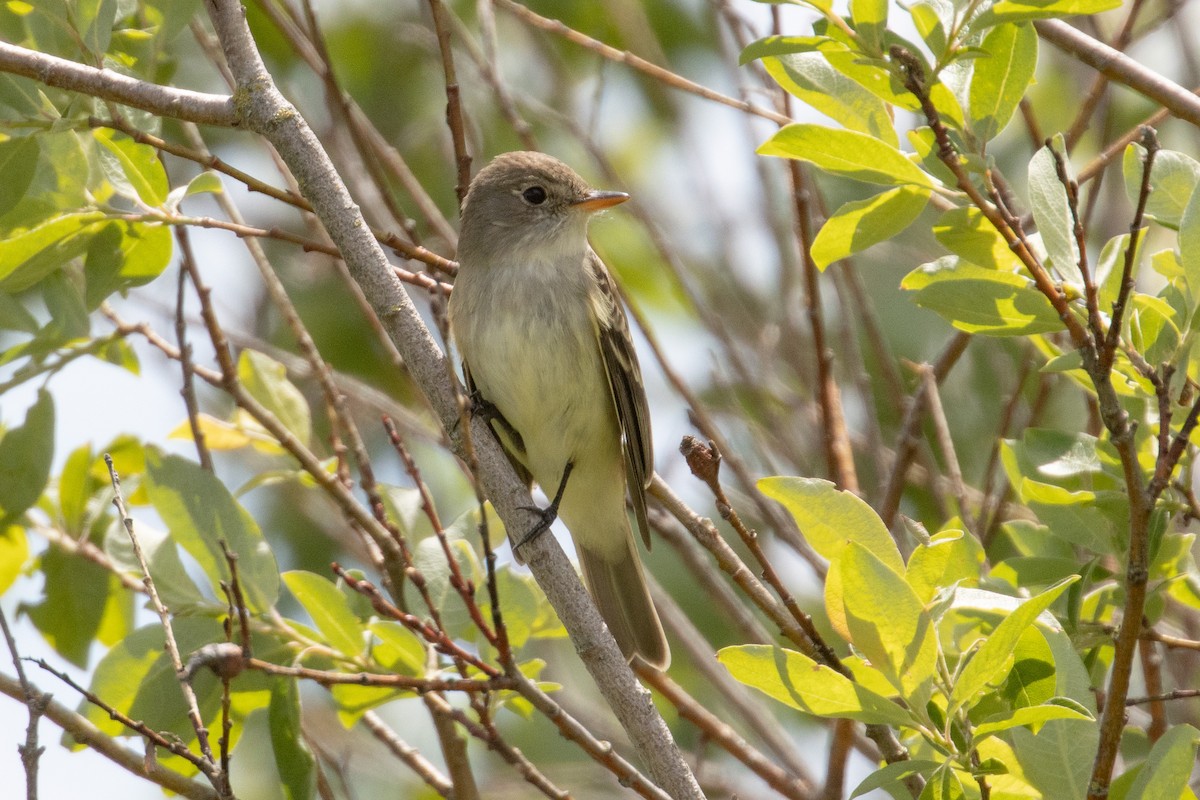 Willow Flycatcher - ML483297821