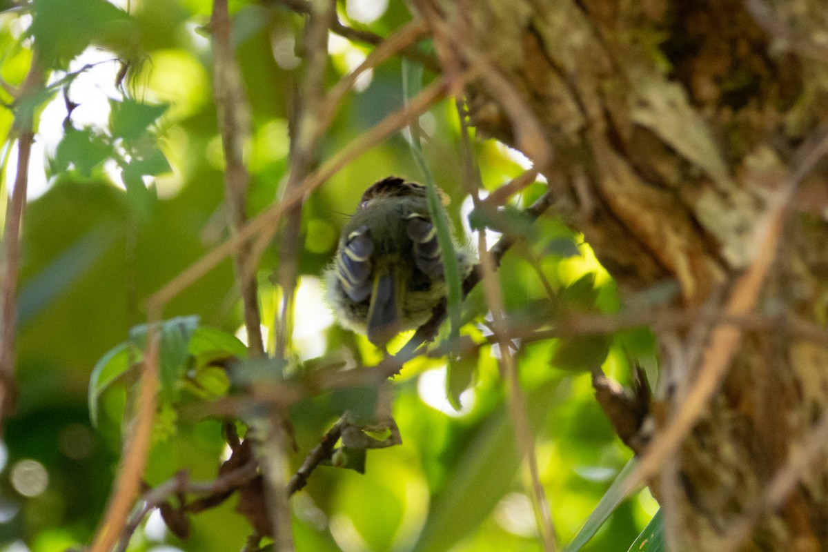 Scale-crested Pygmy-Tyrant - Nestor Monsalve (@birds.nestor)