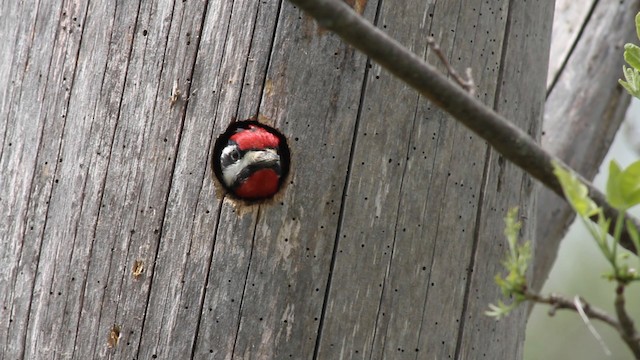 Yellow-bellied Sapsucker - ML483298