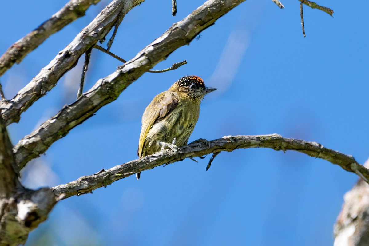 Olivaceous Piculet - Nestor Monsalve (@birds.nestor)