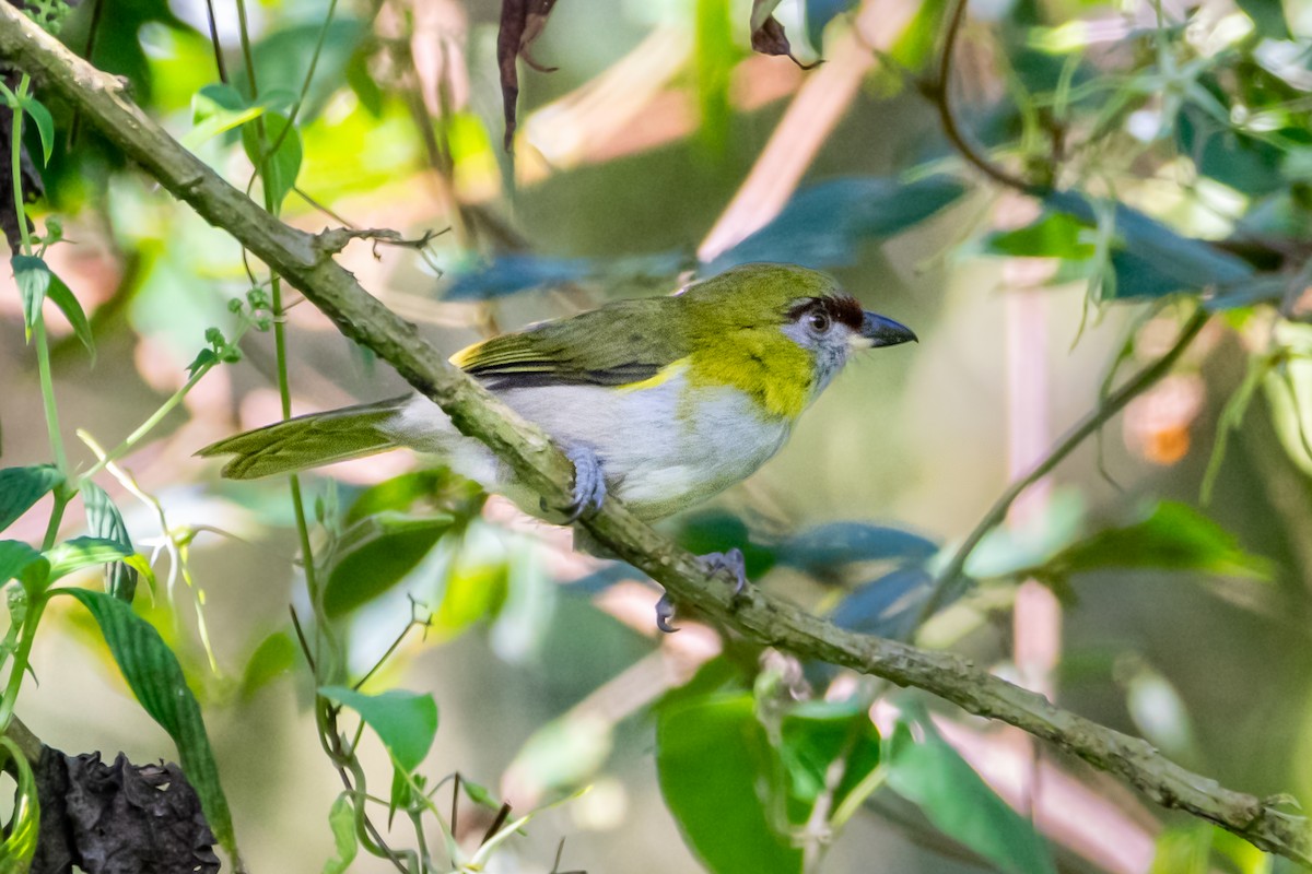 Black-billed Peppershrike - ML483298261