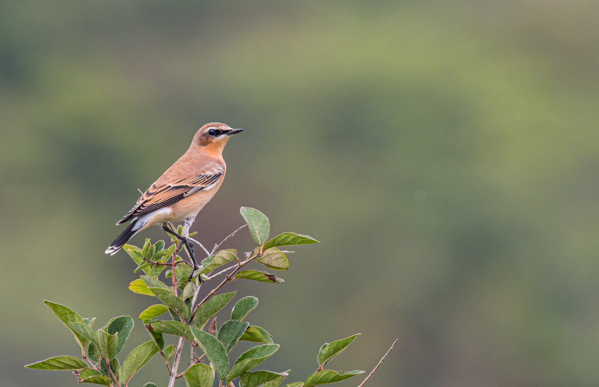 Northern Wheatear - Ken Janes