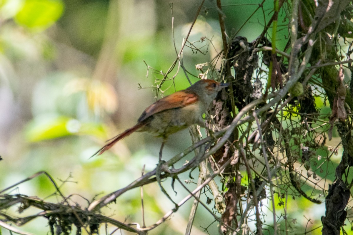 Red-faced Spinetail - Nestor Monsalve (@birds.nestor)