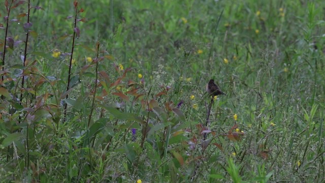 Sedge Wren - ML483299