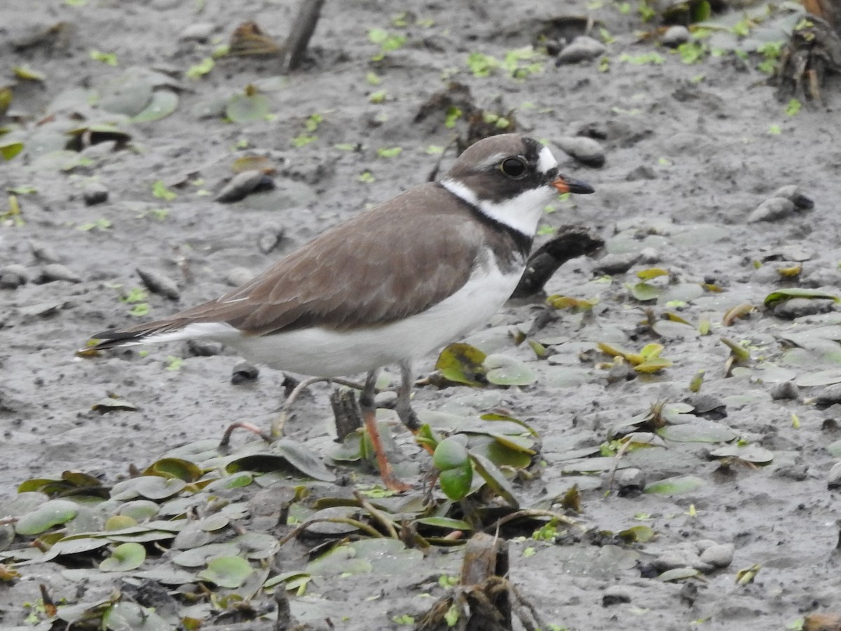 Semipalmated Plover - ML483299121
