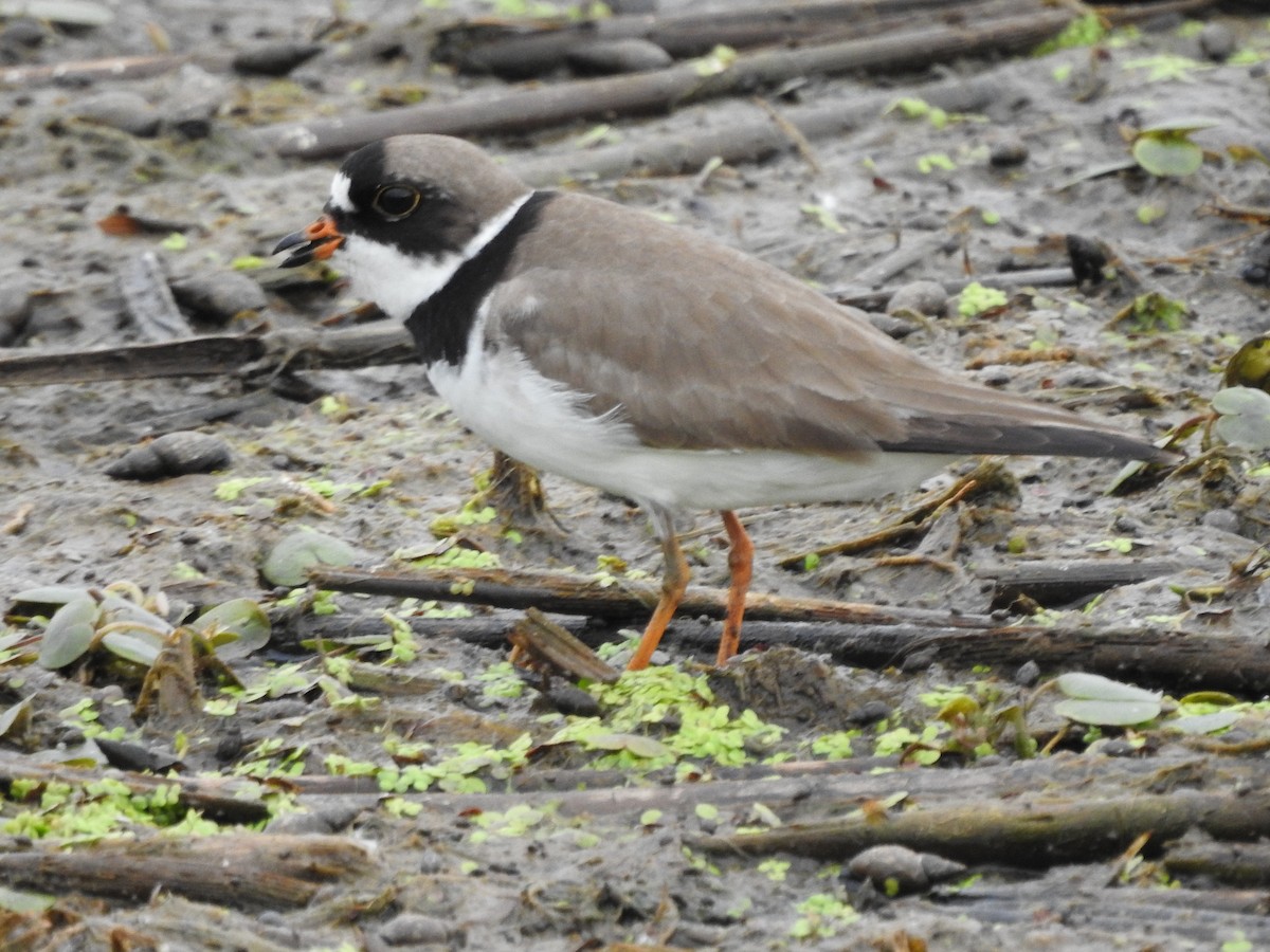 Semipalmated Plover - ML483299241