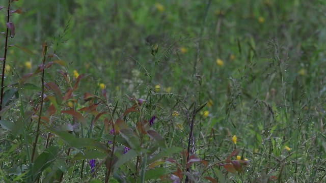 Sedge Wren - ML483300