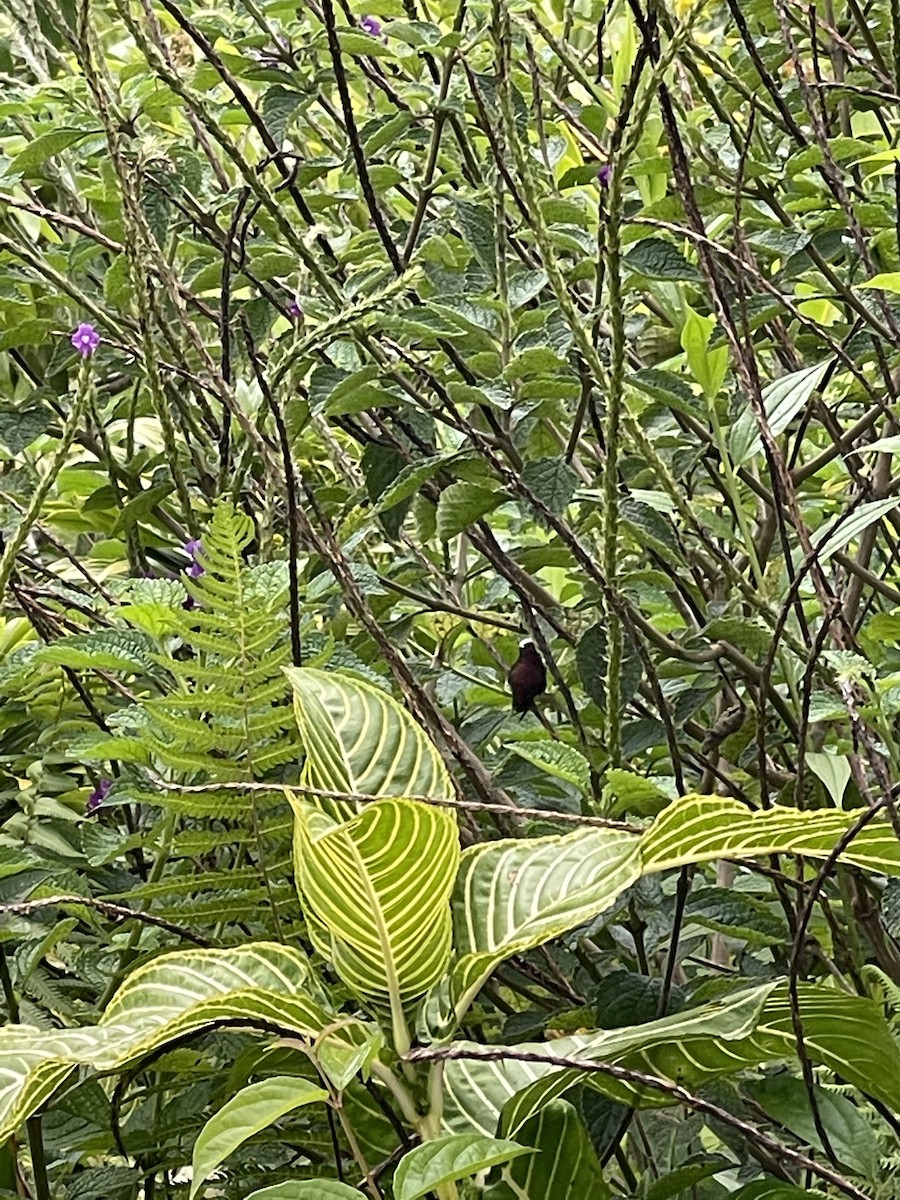 Colibrí Coroniblanco - ML483300411