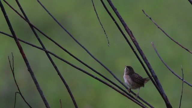 Sedge Wren - ML483302