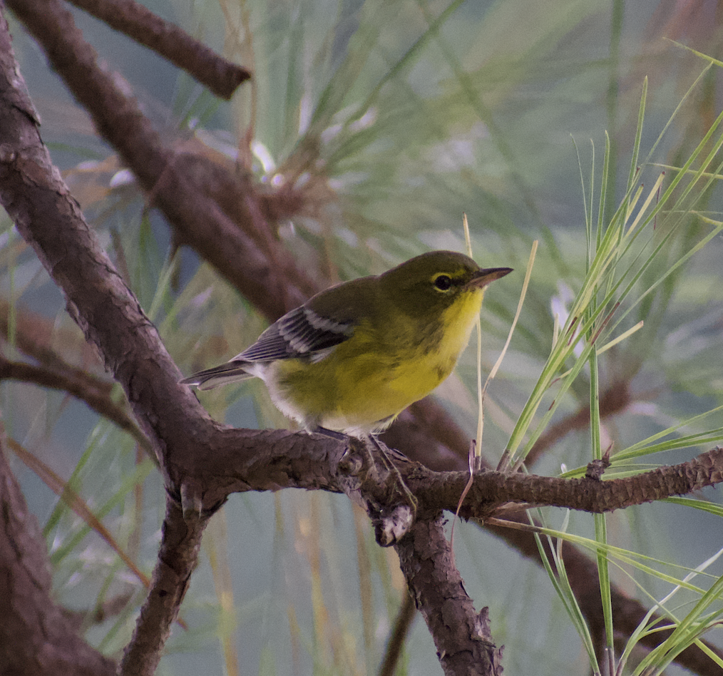 Pine Warbler - ML483302231