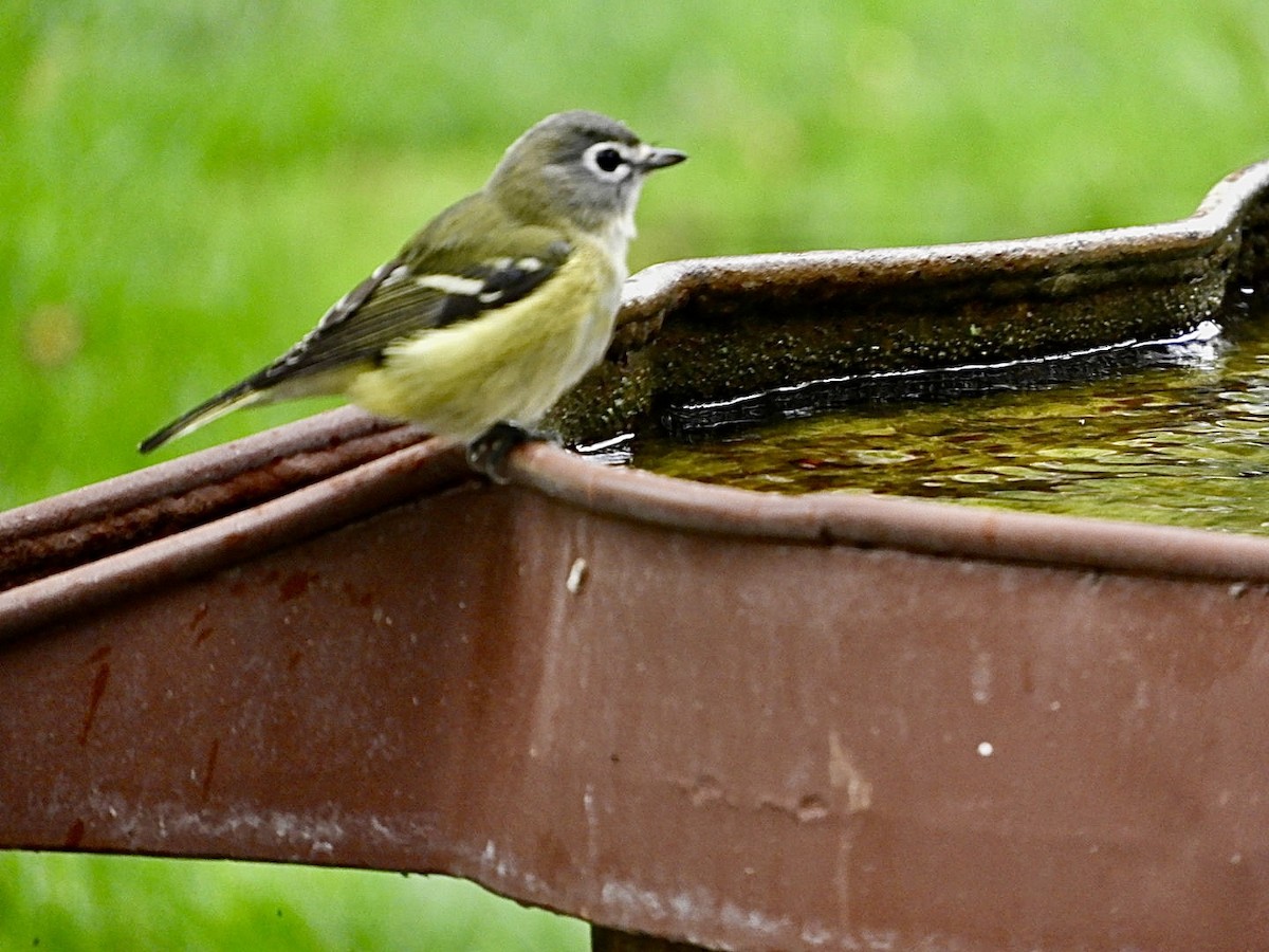 Blue-headed Vireo - Lois Rockhill