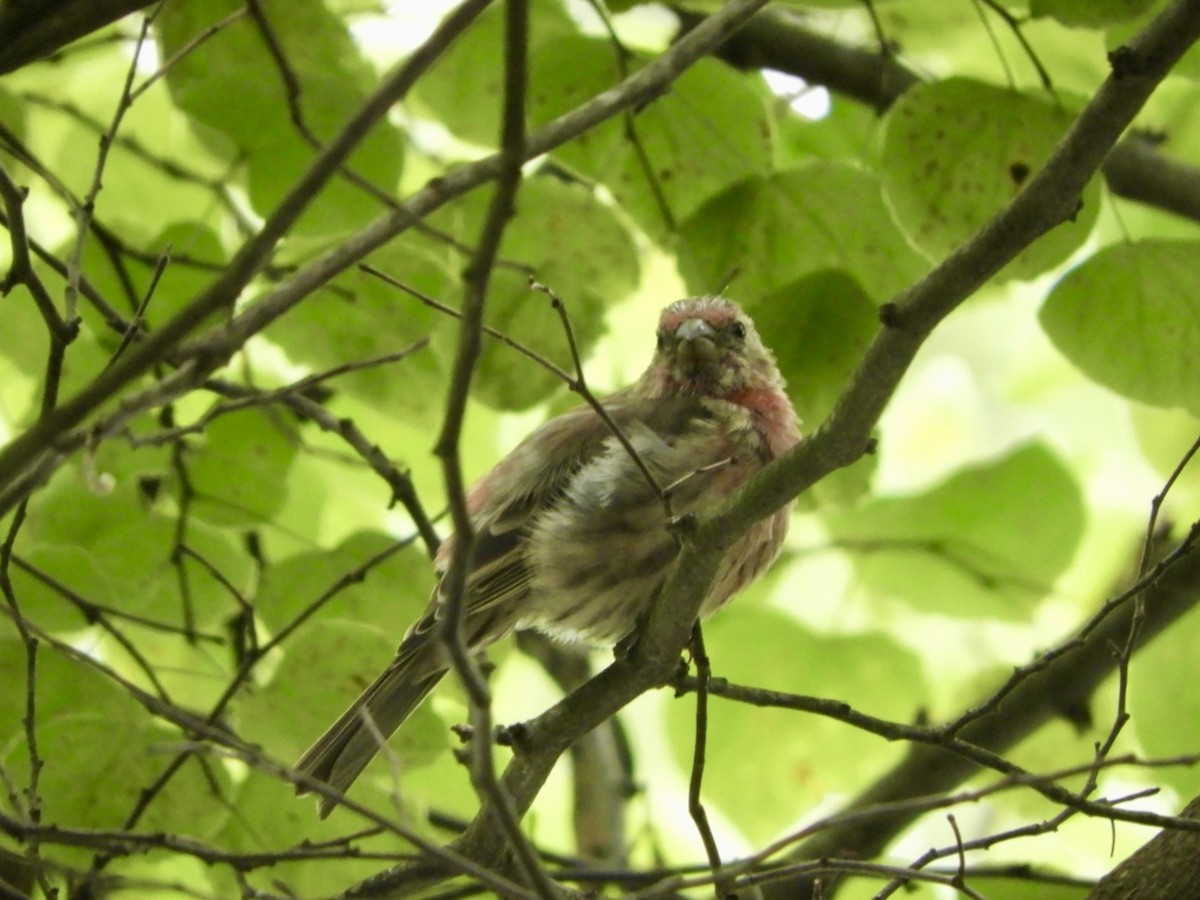 House Finch - ML483302381