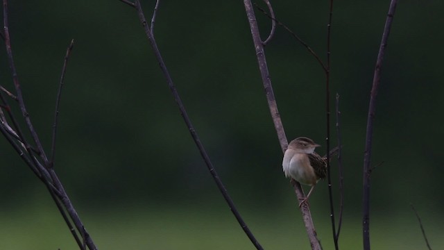 Sedge Wren - ML483303