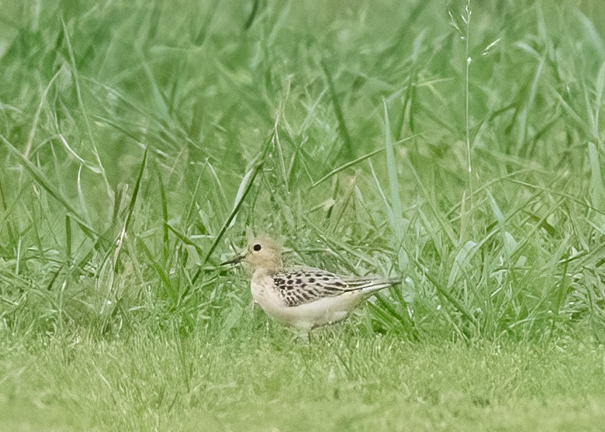 Buff-breasted Sandpiper - ML483303121