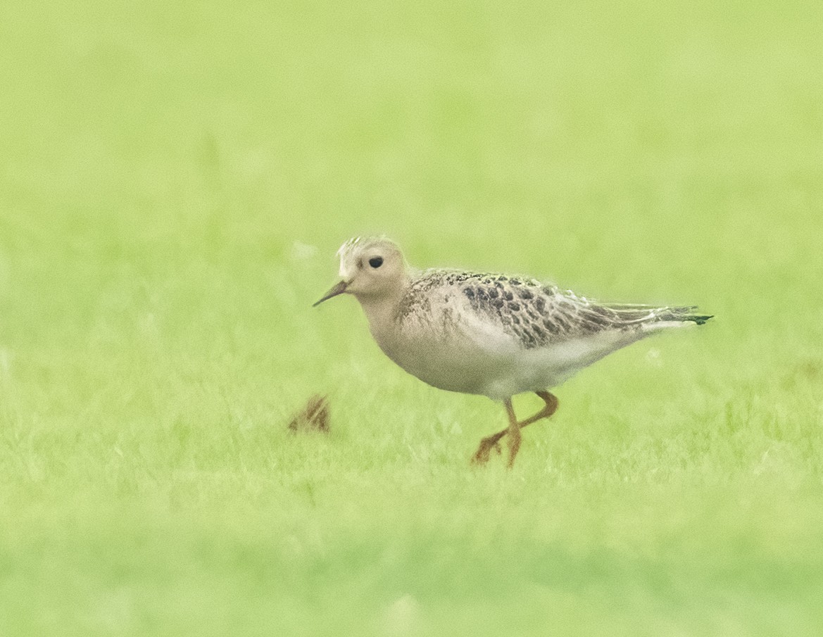 Buff-breasted Sandpiper - ML483303131