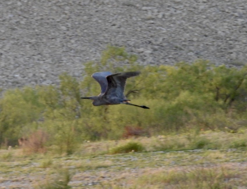 Reddish Egret - ML483304001