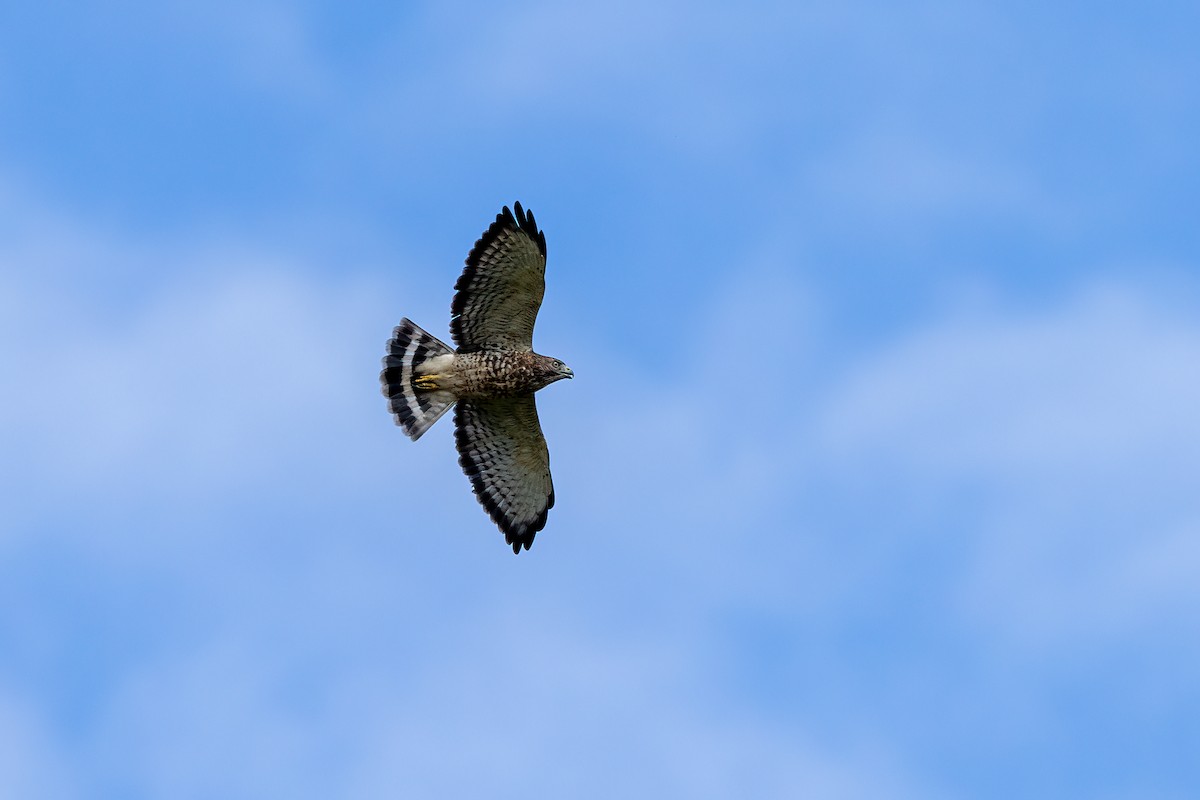 Broad-winged Hawk - ML483305651