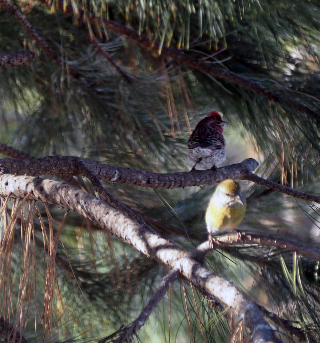 Cassin's Finch - ML48330641