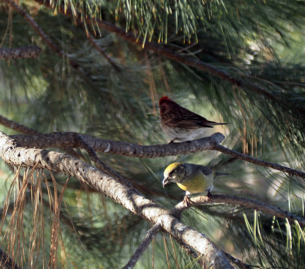 Cassin's Finch - ML48330651