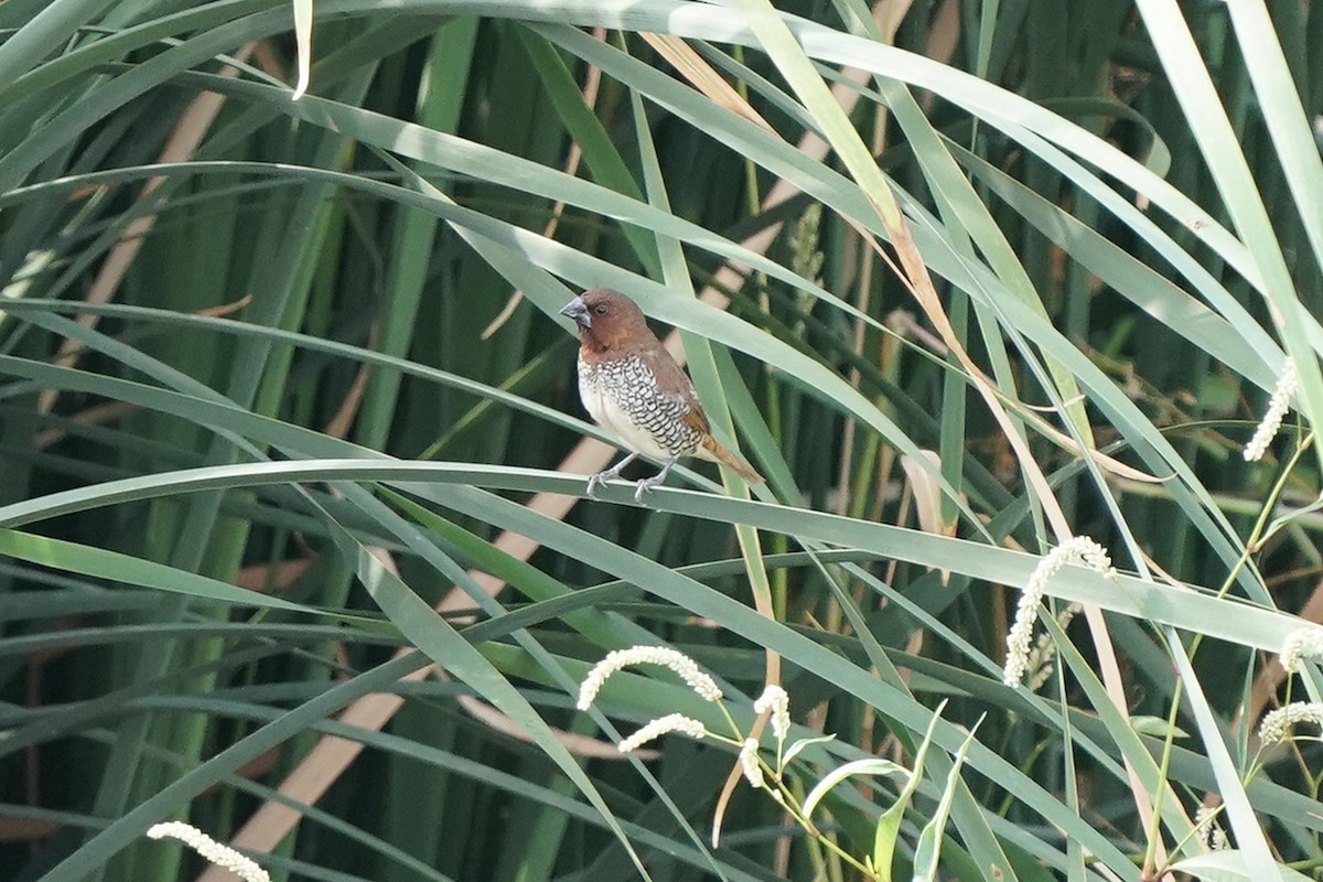 Scaly-breasted Munia - Tom Cassaro