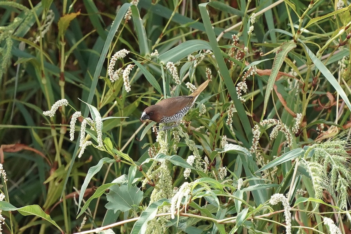 Scaly-breasted Munia - Tom Cassaro