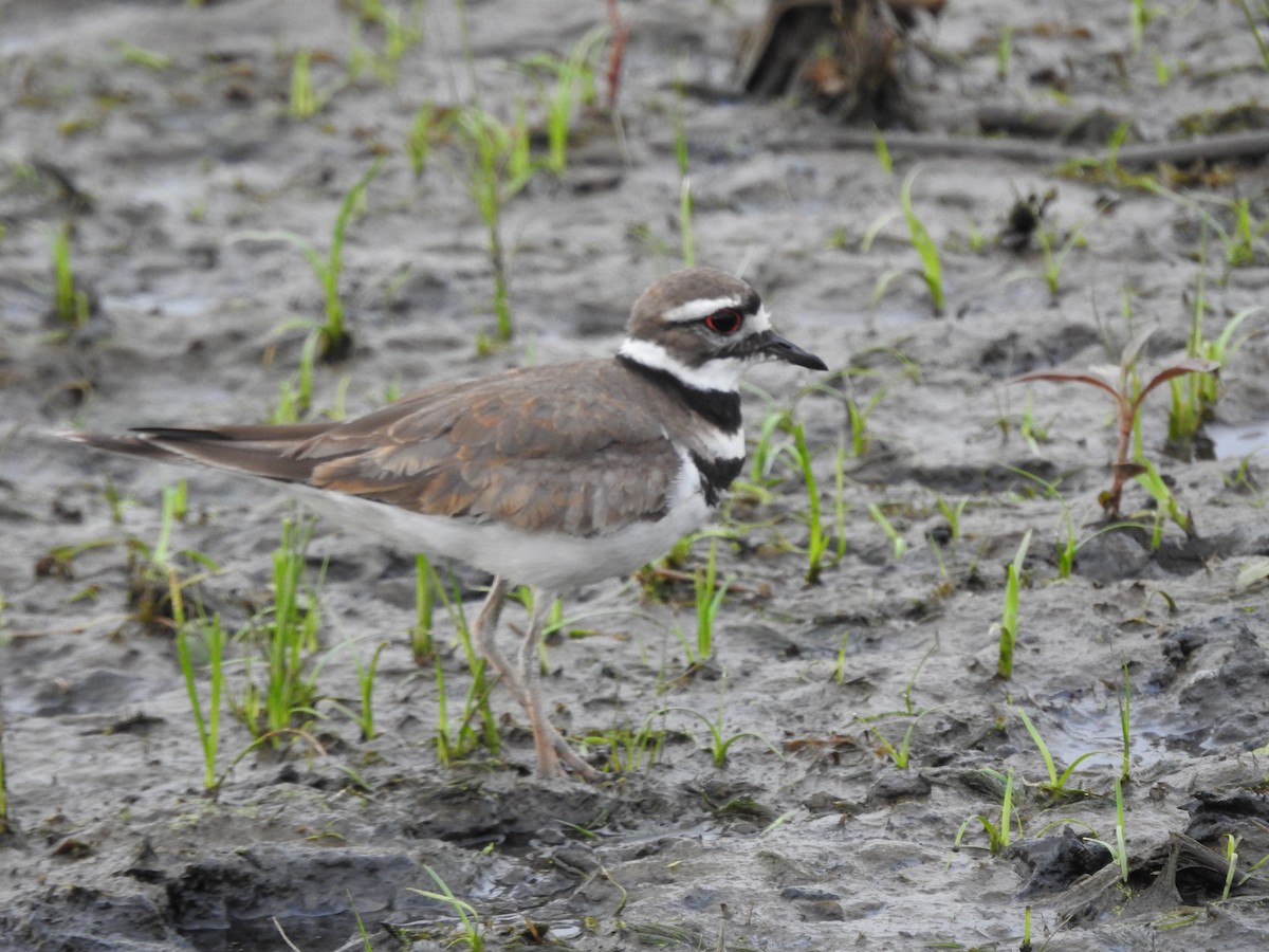 Killdeer - Isaiah Craft