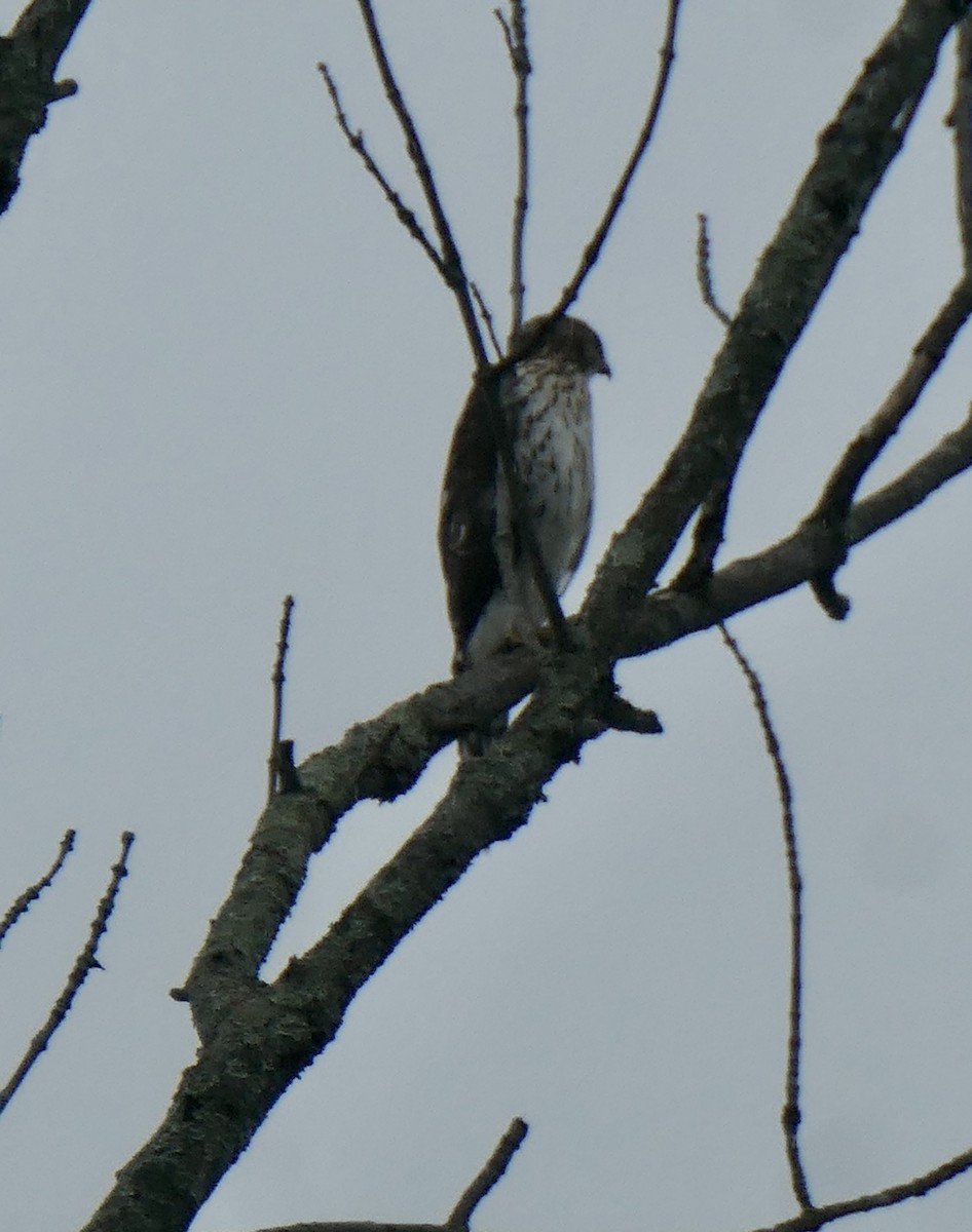 Cooper's Hawk - ML483307451