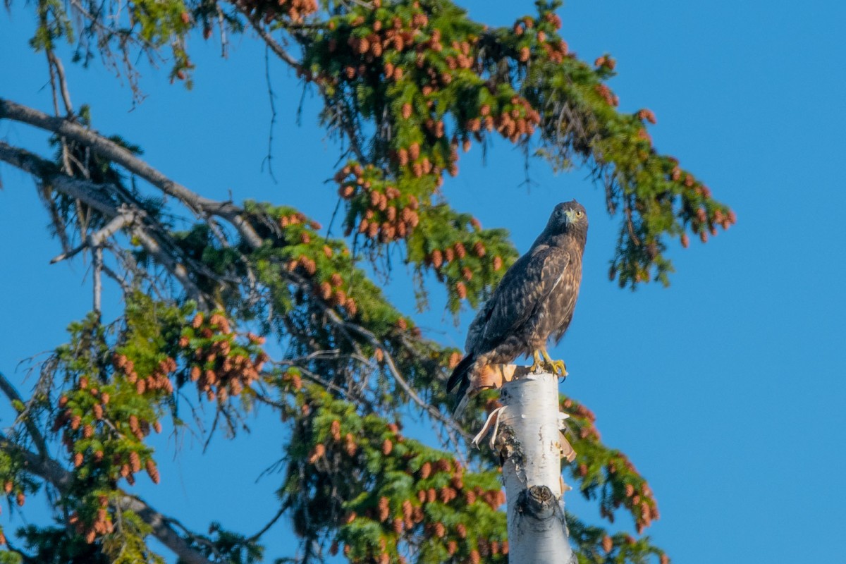 Red-tailed Hawk - ML483308541