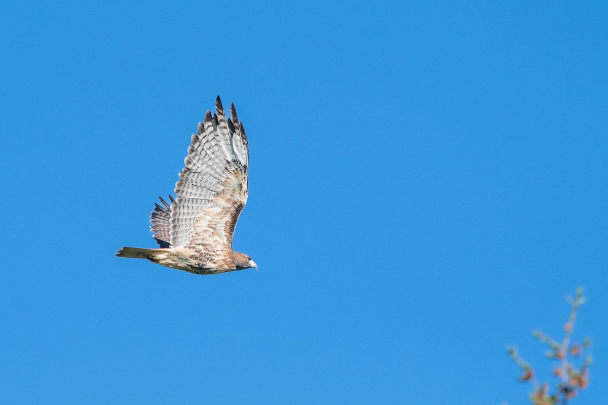 Red-tailed Hawk - ML483309271