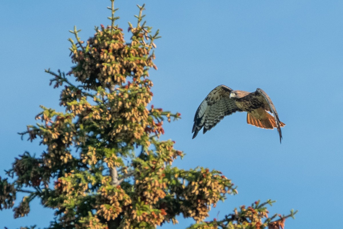 Red-tailed Hawk - ML483309291