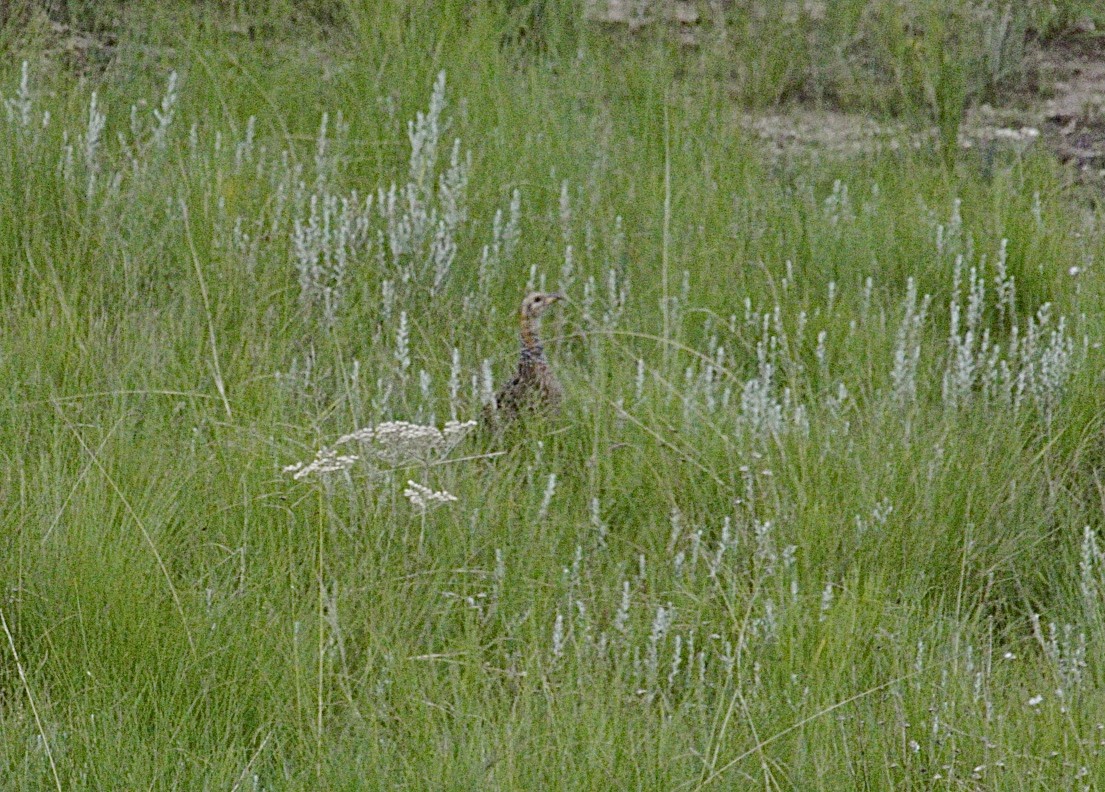 Red-winged Francolin - ML48330991