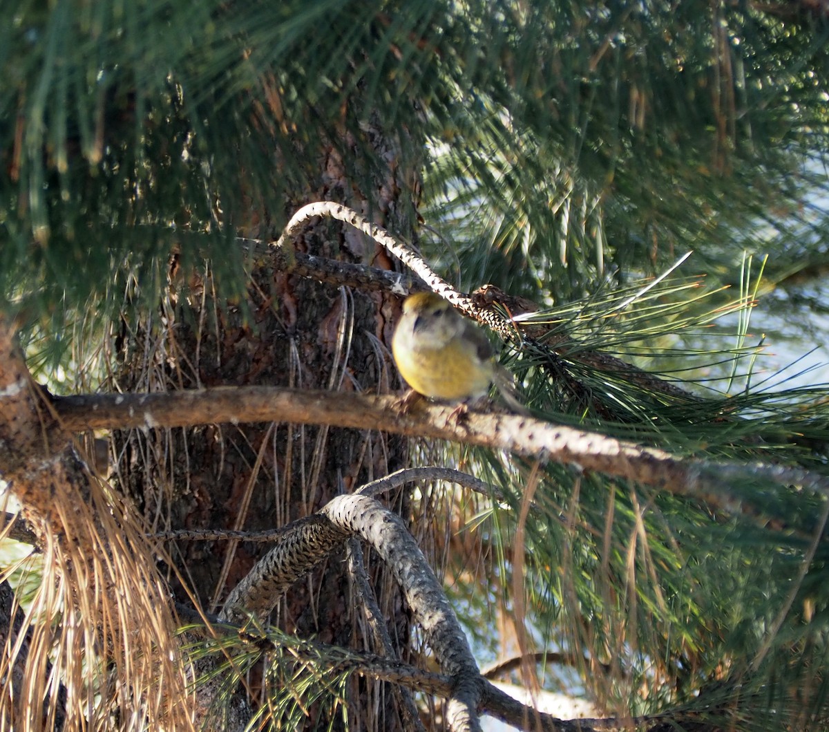 Red Crossbill - ML48331131