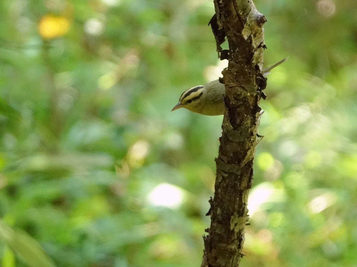 Worm-eating Warbler - ML483311931