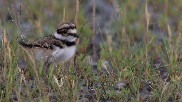 Killdeer - ML483312