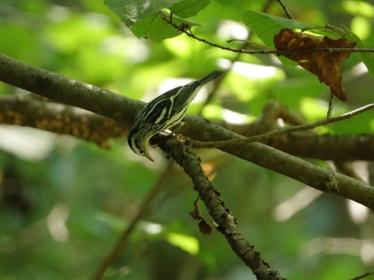Black-and-white Warbler - ML483312151