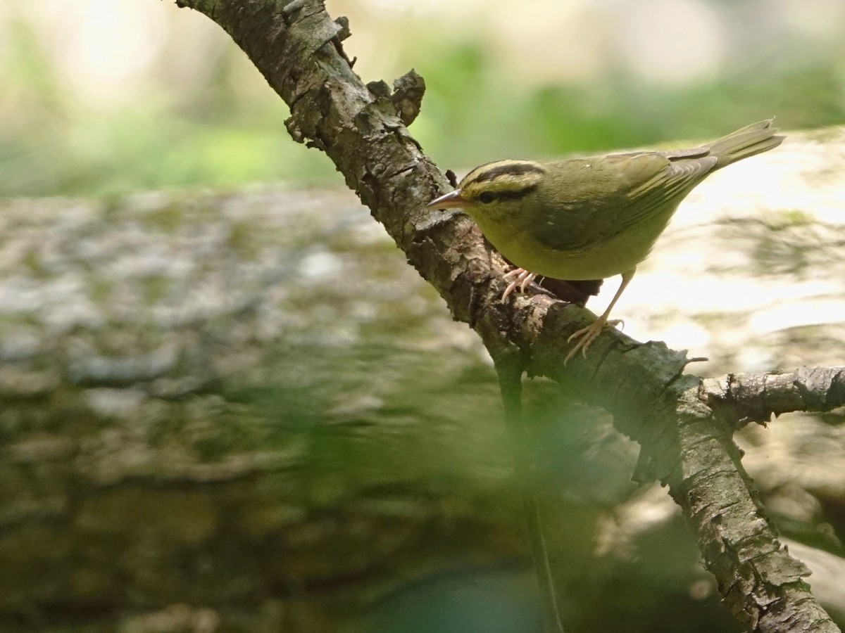 Worm-eating Warbler - Frank Marenghi