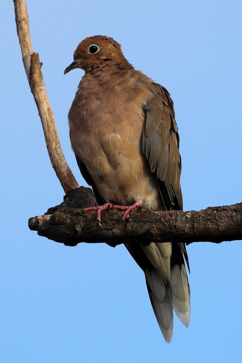 Mourning Dove - ML483312511