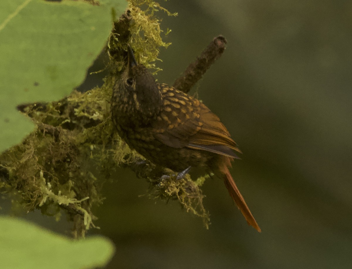 Premnornis à gouttelettes - ML483312581