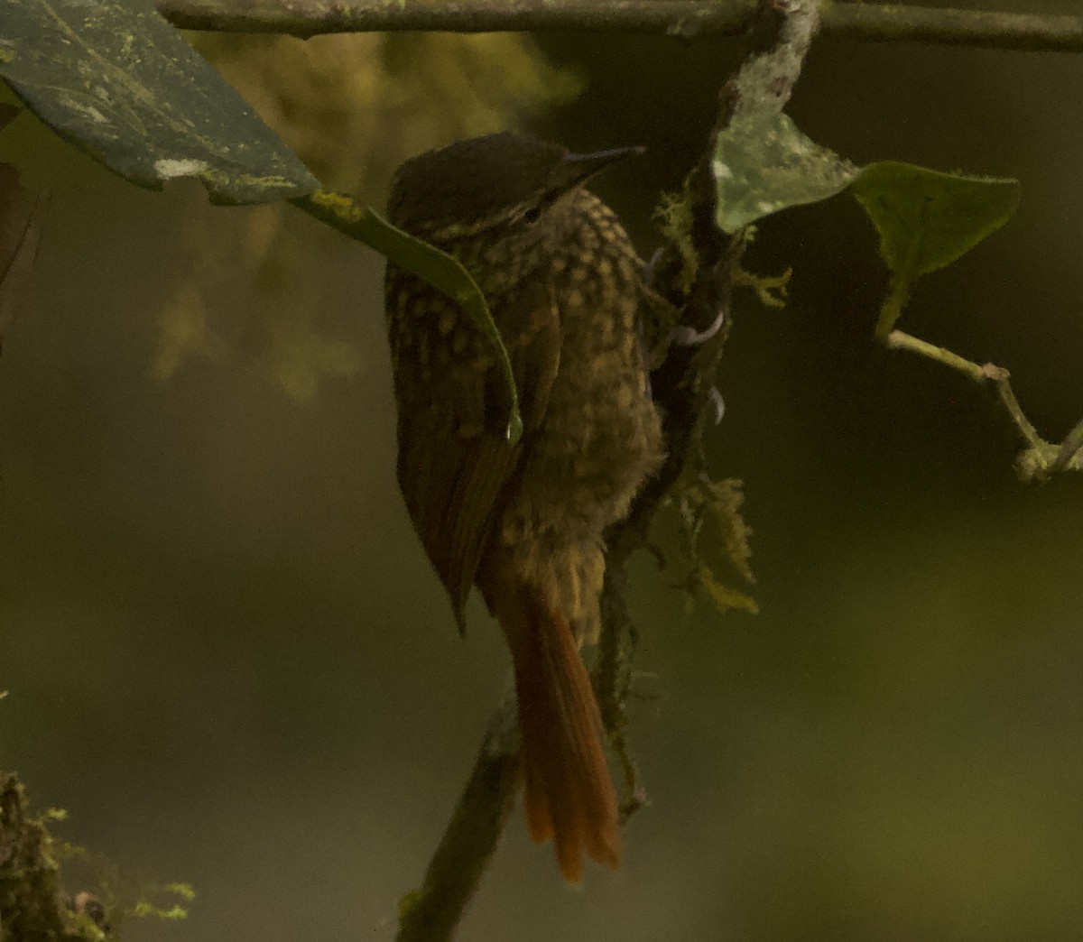 Rusty-winged Barbtail - ML483312601