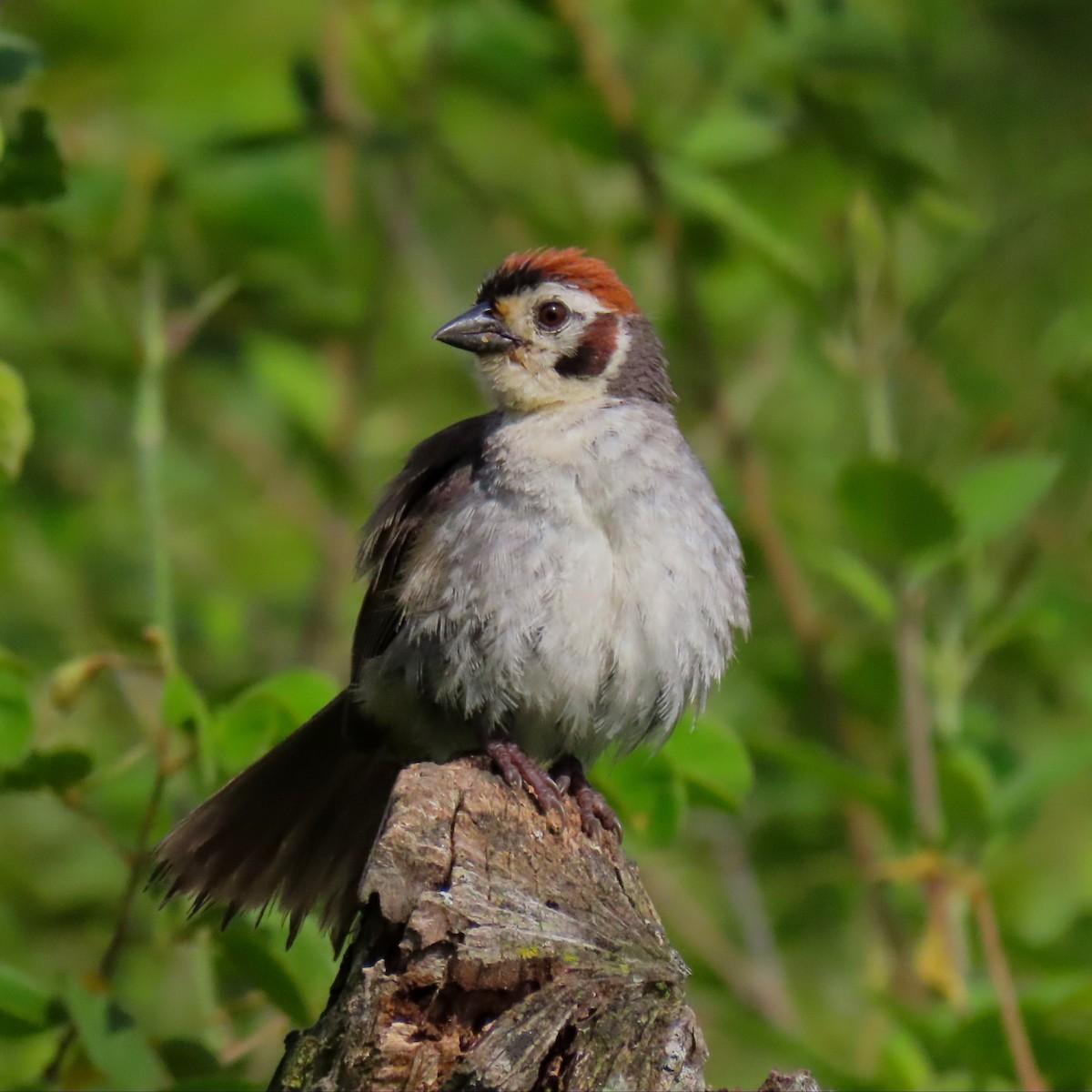 White-faced Ground-Sparrow - ML483312681